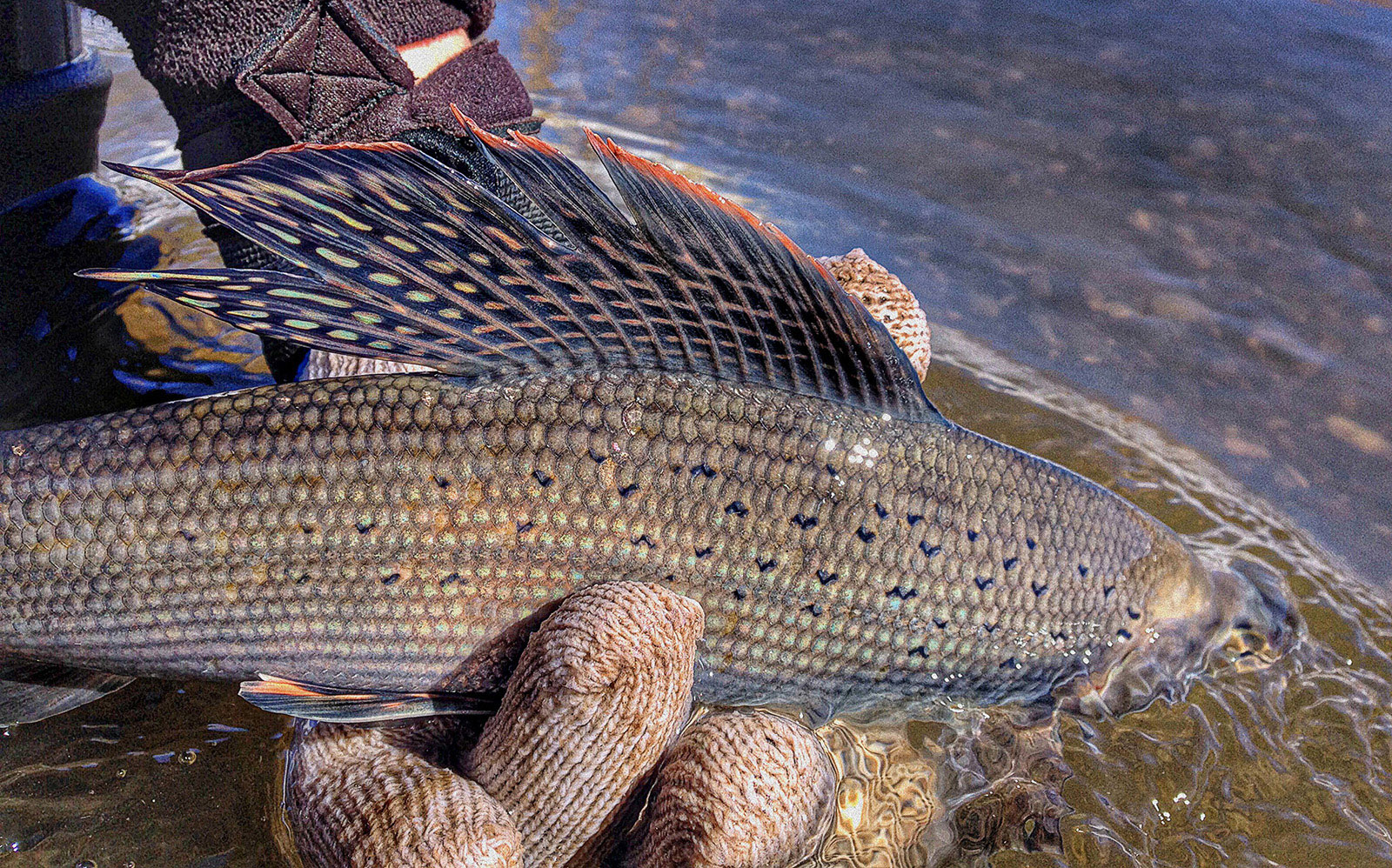 photo courtesy USFWS